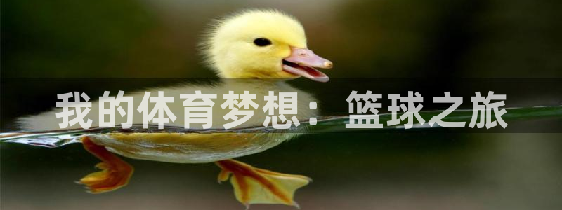 MK体育官网下载招商电话号码查询：我的体育梦想：篮球之旅